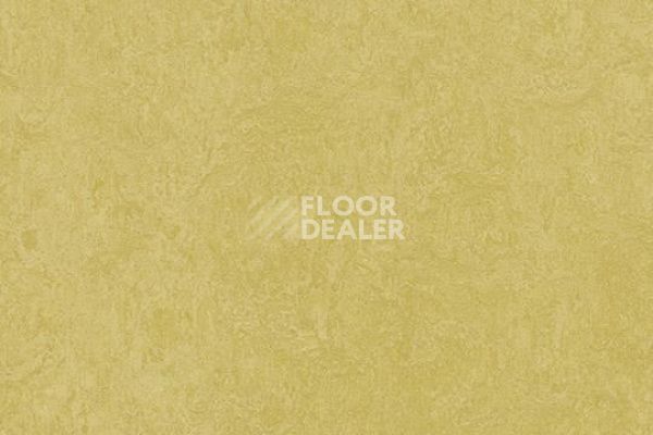 Линолеум Marmoleum Decibel on Order 325935 mustard фото 1 | FLOORDEALER